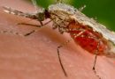 Paludisme : une maladie plus meurtrière qu’escomptée selon l’OMS